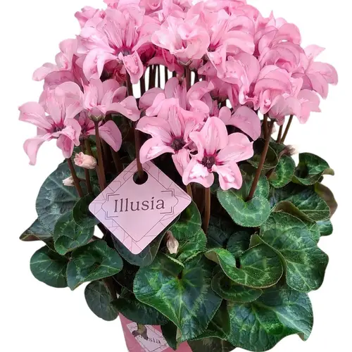Cylame rosa Illusia T12 H025
