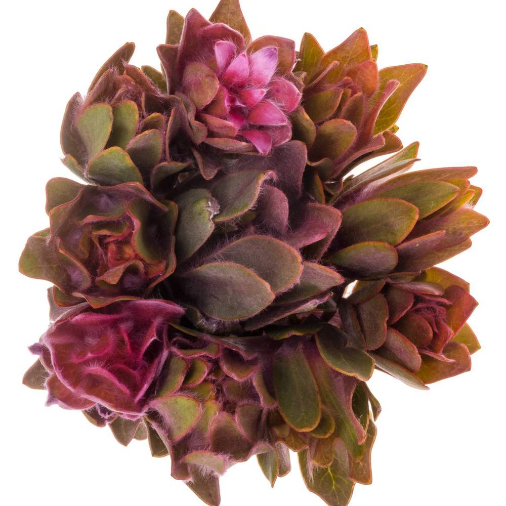 Leucadendron rosa Nervosum 50cm