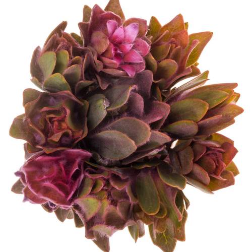 Leucadendron rosa Nervosum 50cm