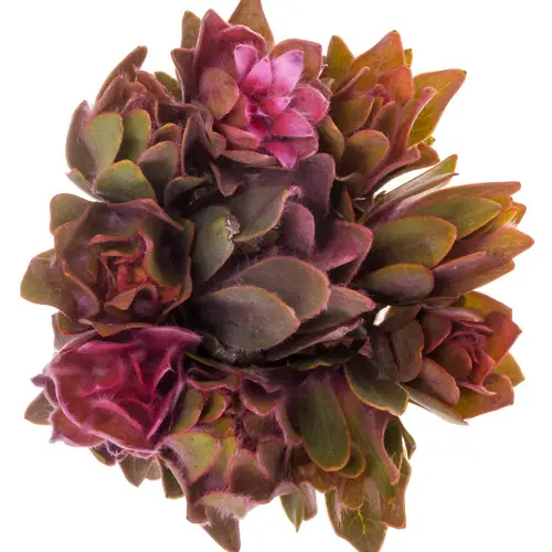 Leucadendron rosa Nervosum 50cm