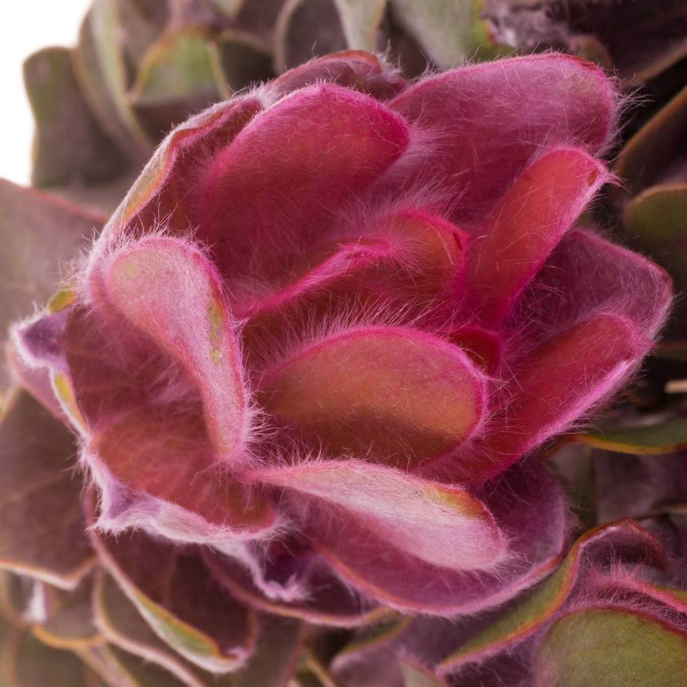 Leucadendron rosa Nervosum 50cm