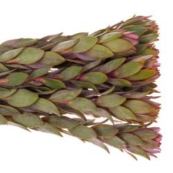 Leucadendron rosa Nervosum 50cm