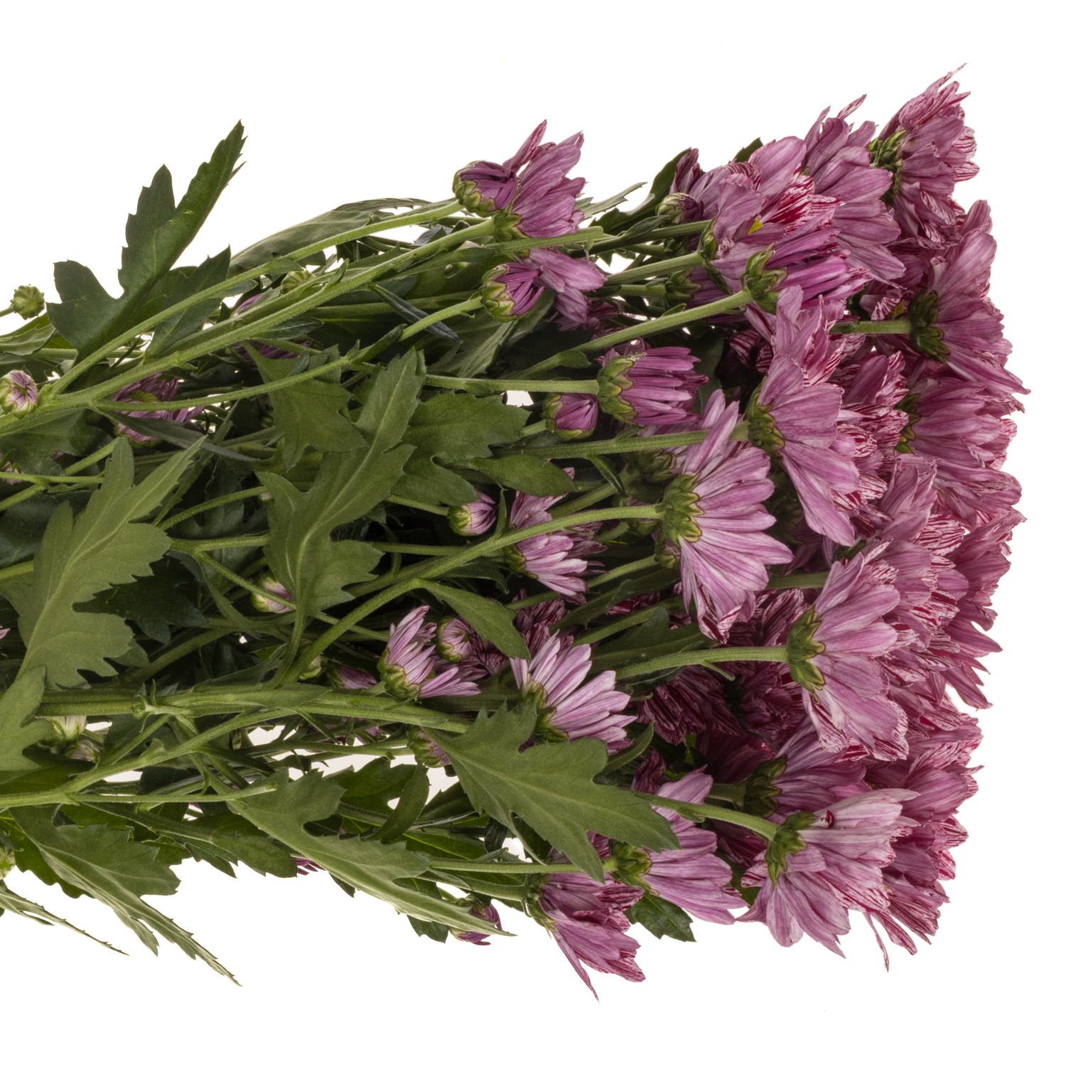 Chrys.Tros lila-creme Serenity 85Gramm 70cm