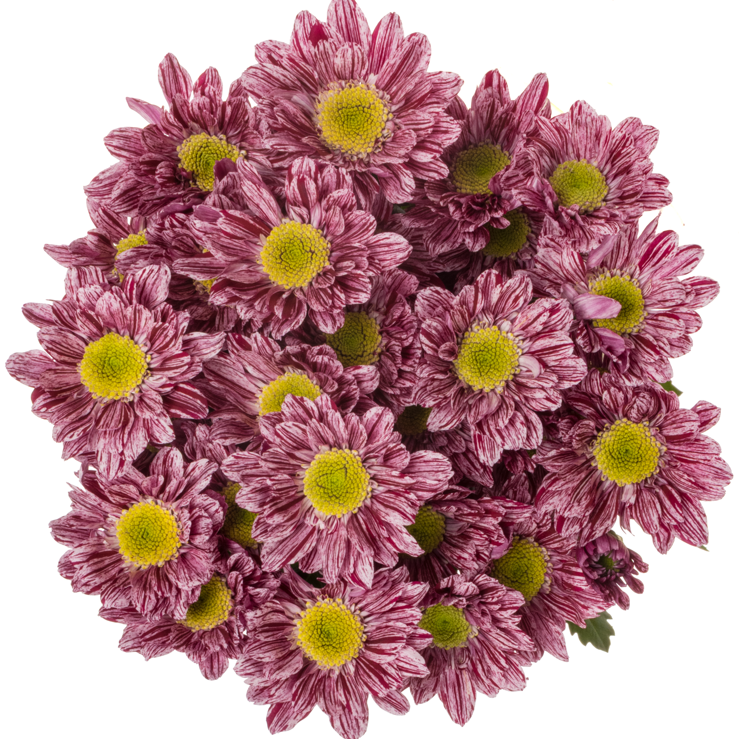 Chrys.Tros lila-creme Serenity 85Gramm 70cm