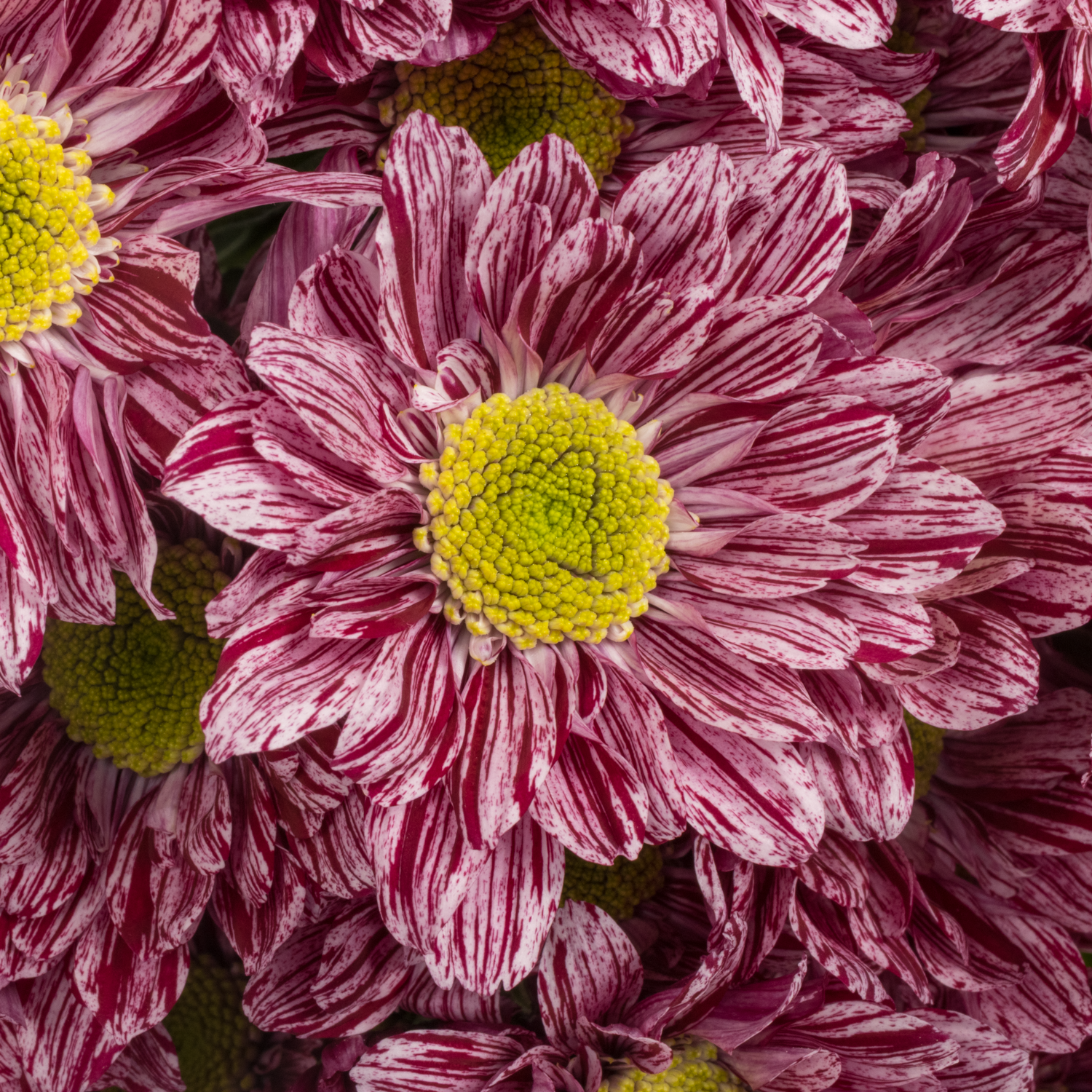 Chrys.Tros lila-creme Serenity 85Gramm 70cm