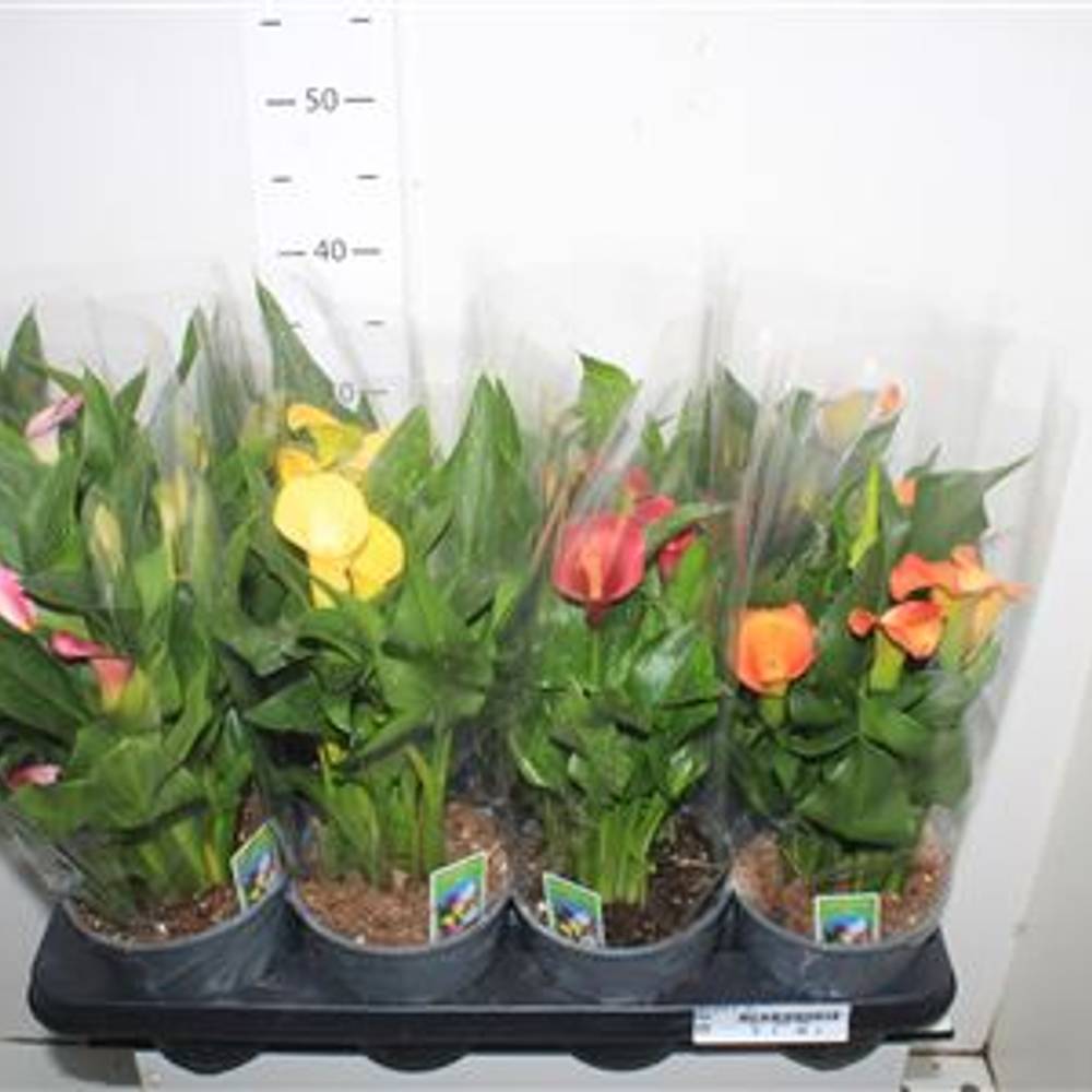 Calla mix 2-3+ Schnäppch. Von Uhr T14 H35