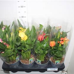 Calla mix 2-3+ Schnäppch. Von Uhr T14 H35