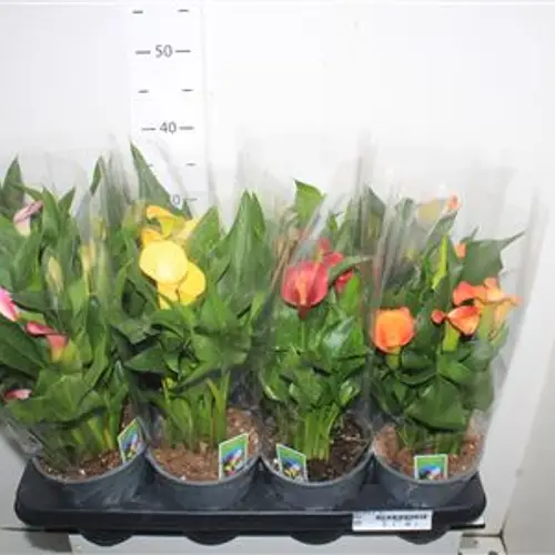Calla mix 2-3+ Schnäppch. Von Uhr T14 H35