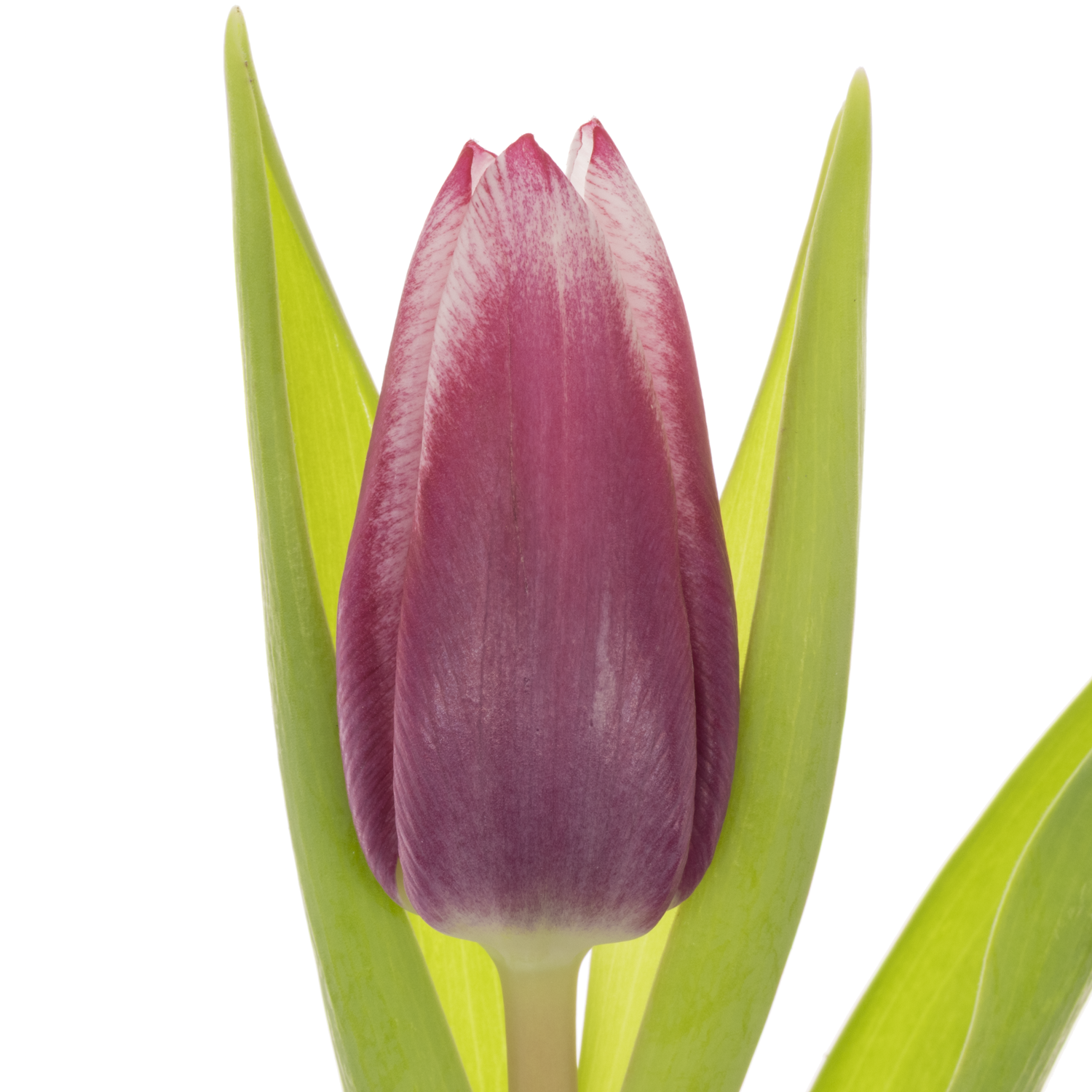 Tulpe lila/weiss Kamaliya 26 Gramm