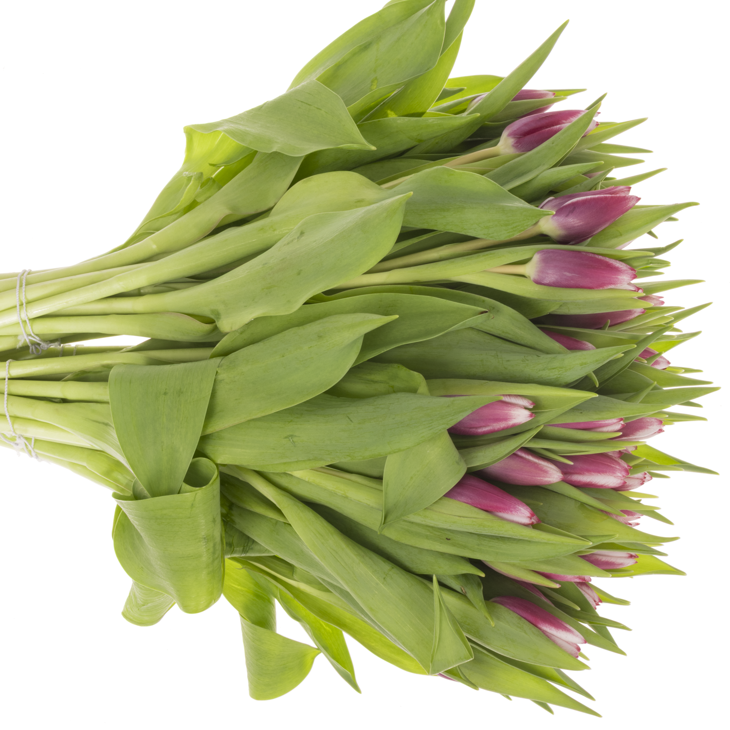 Tulpe lila/weiss Kamaliya 26 Gramm