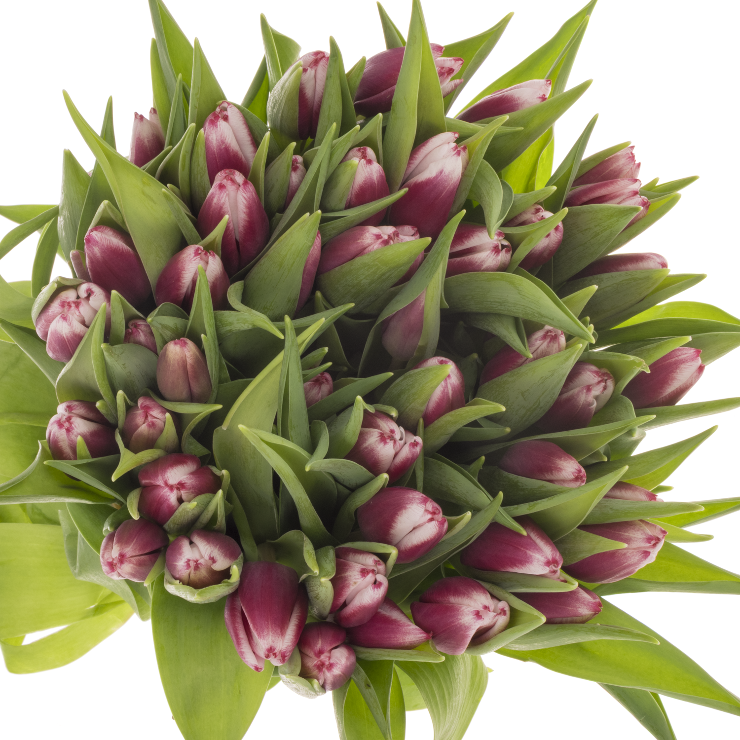 Tulpe lila/weiss Kamaliya 26 Gramm