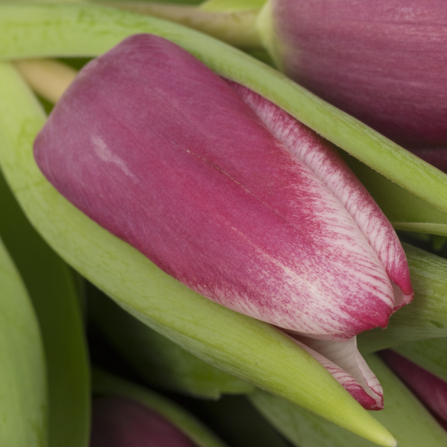 Tulpe lila/weiss Kamaliya 26 Gramm