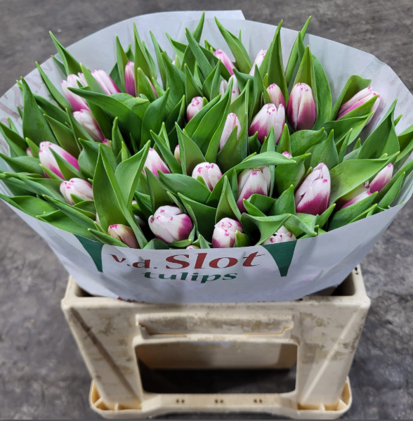 Tulpe lila/weiss Kamaliya 26 Gramm