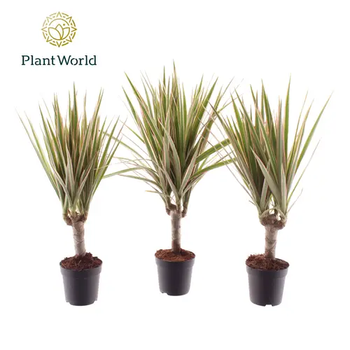 Dracaena 1er Bicolor auf Stamm T07 H030