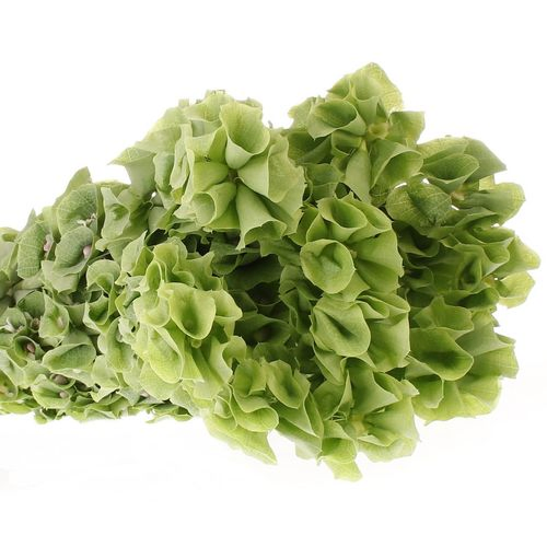 Molucella grün 70cm