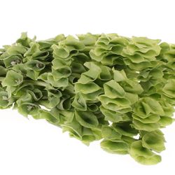 Molucella grün 70cm