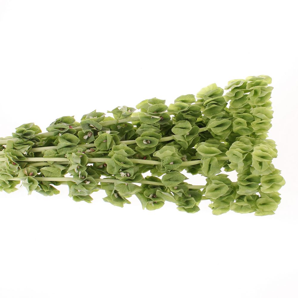 Molucella grün 70cm