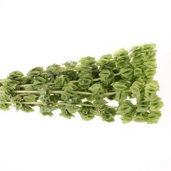 Molucella grün 70cm
