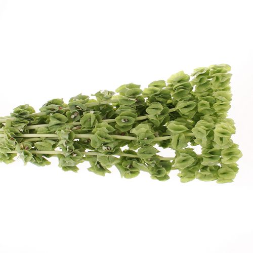 Molucella grün 70cm