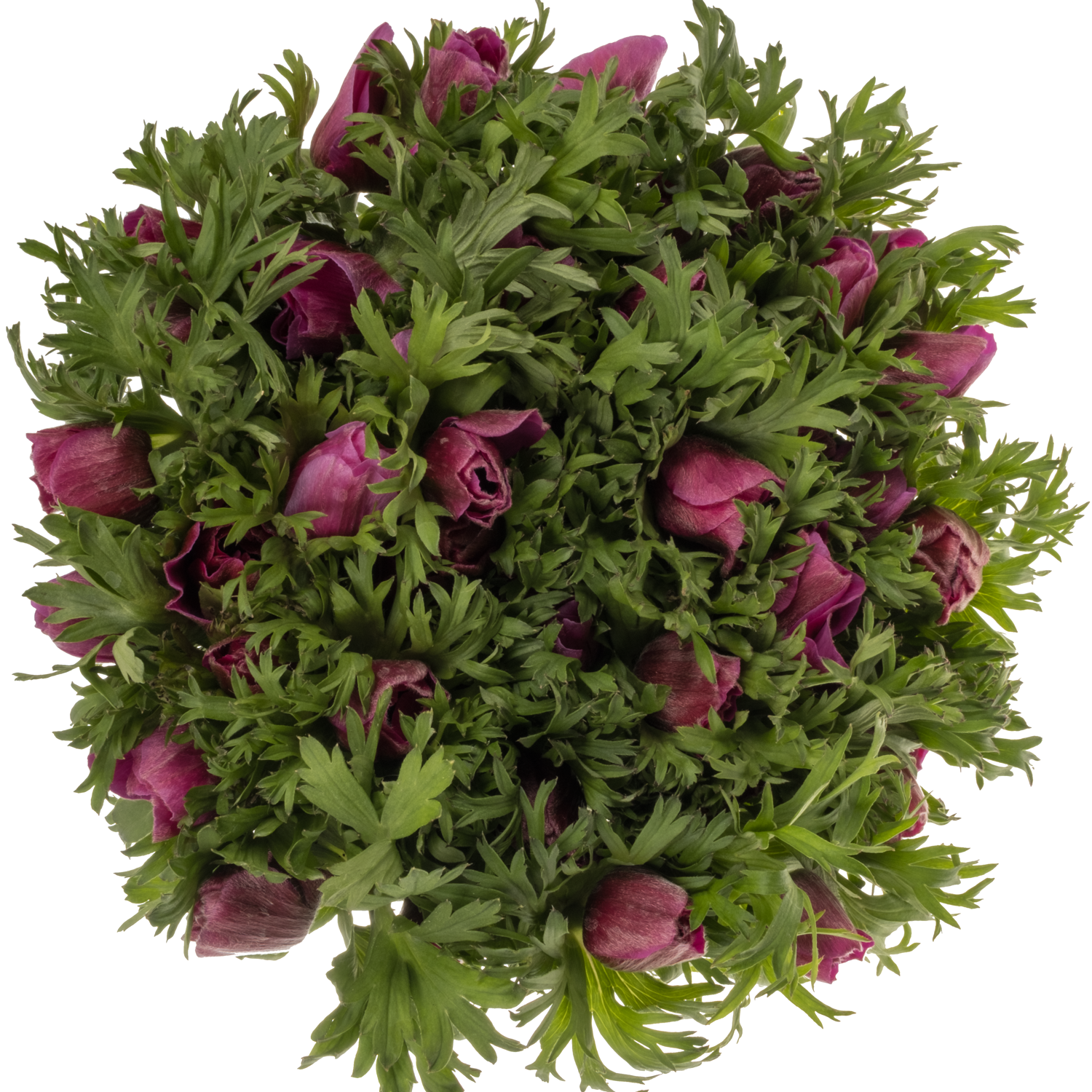 Anemone fuchsia Carmel Scarlet  45cm