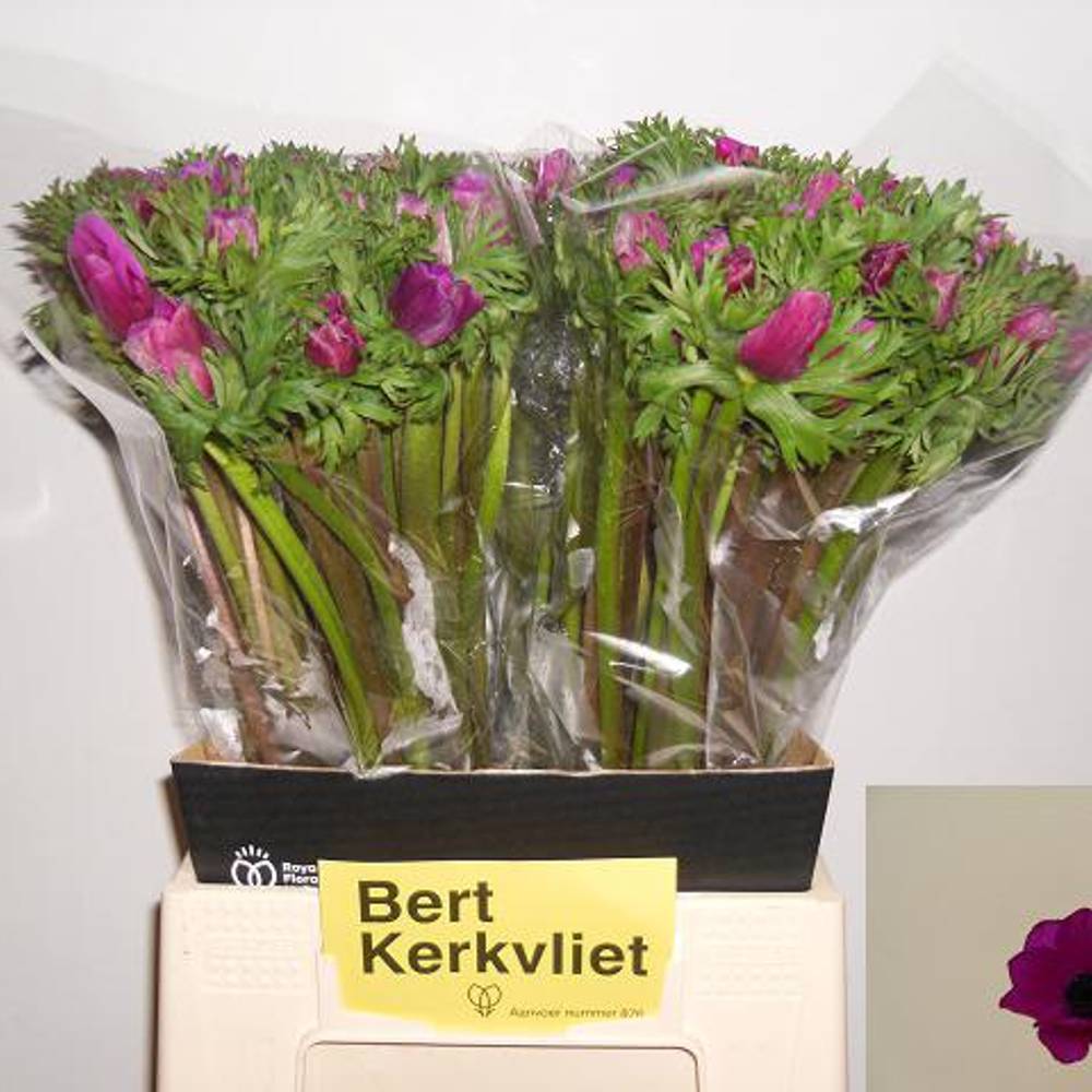 Anemone fuchsia Carmel Scarlet  45cm