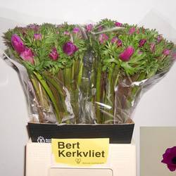 Anemone fuchsia Carmel Scarlet  45cm