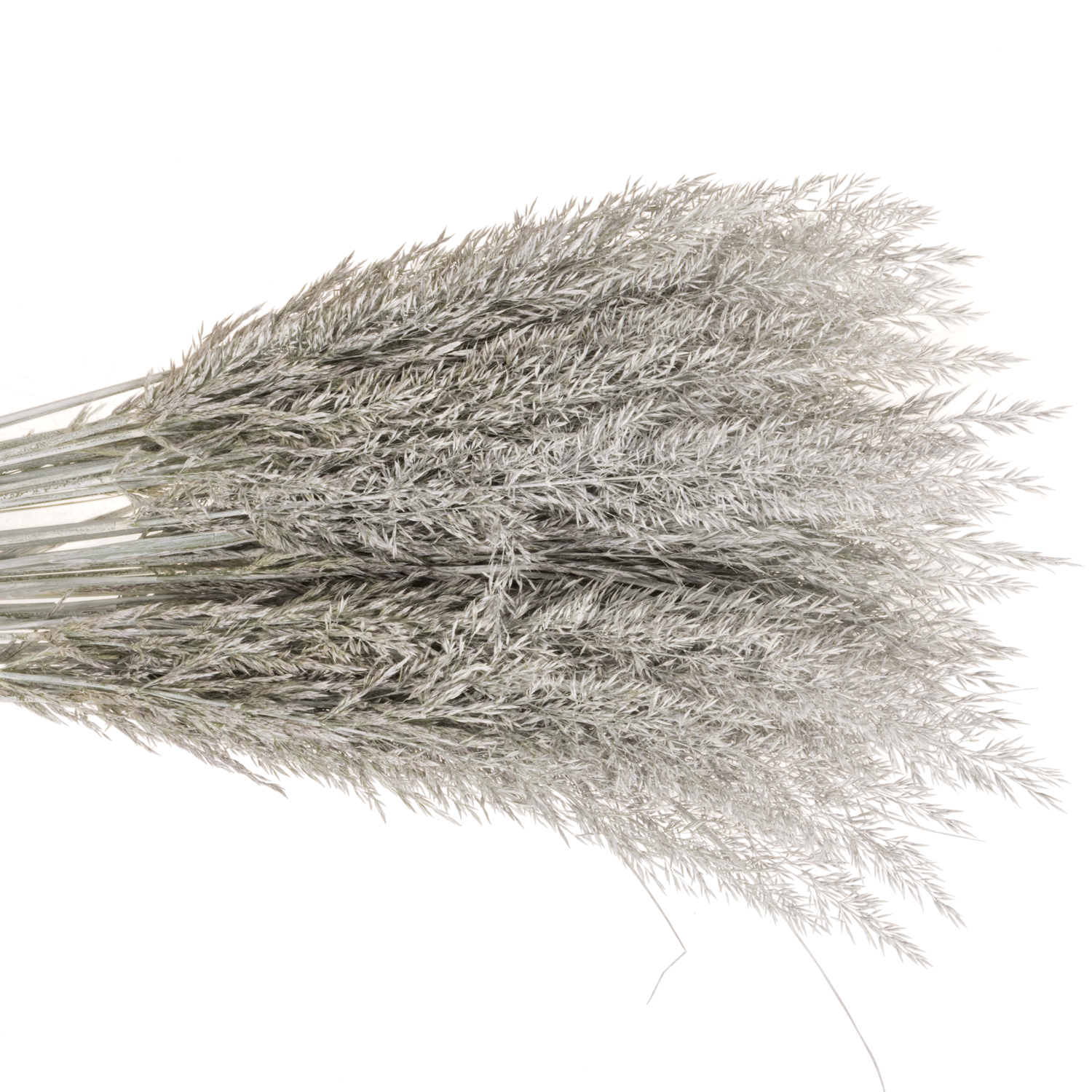 Ziergras weiss Calamagrostis gefärbt 80cm