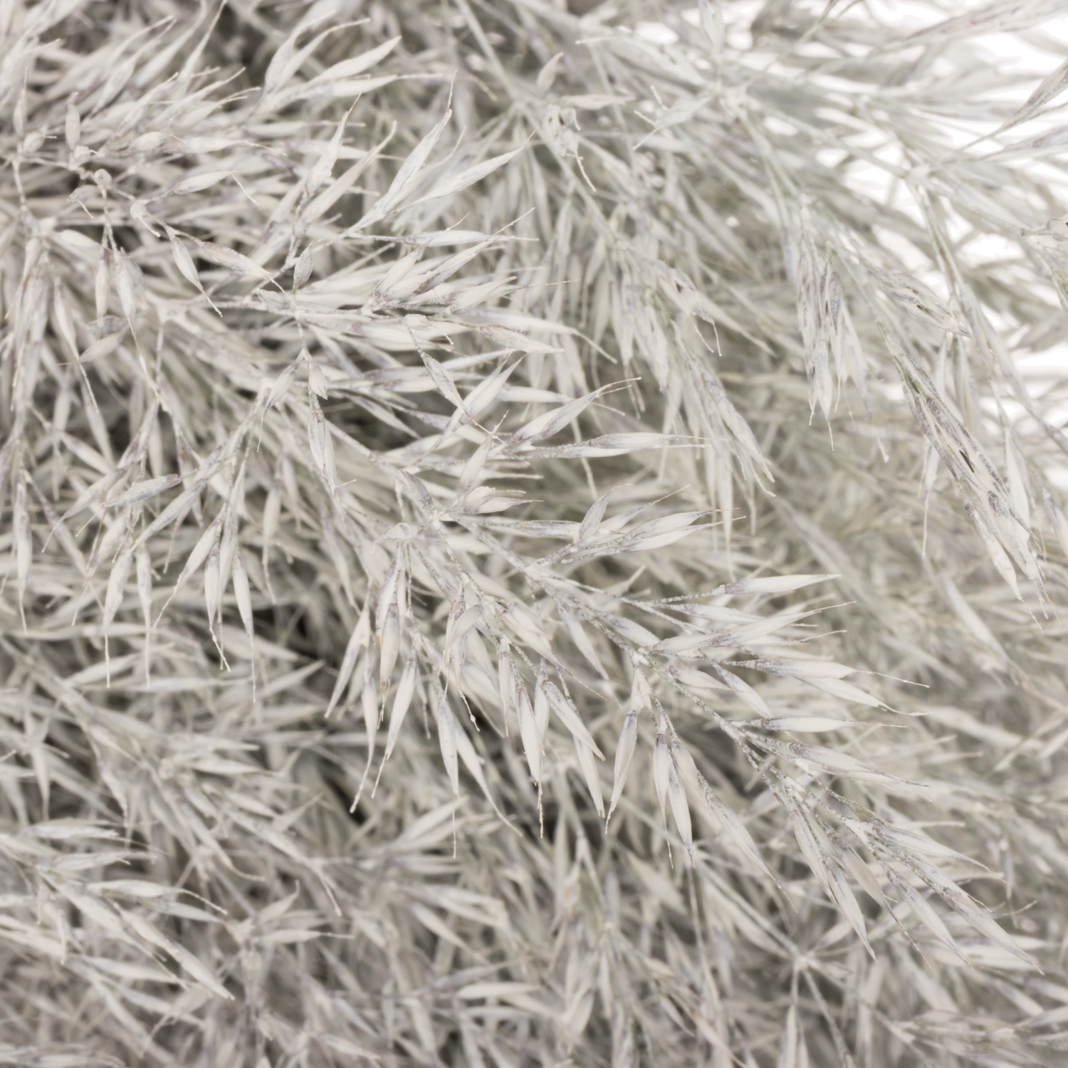 Ziergras weiss Calamagrostis gefärbt 80cm