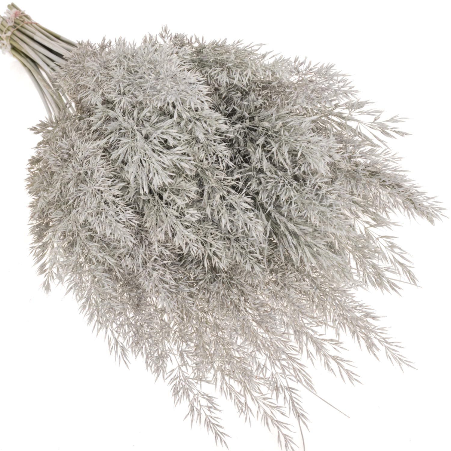 Ziergras weiss Calamagrostis gefärbt 80cm