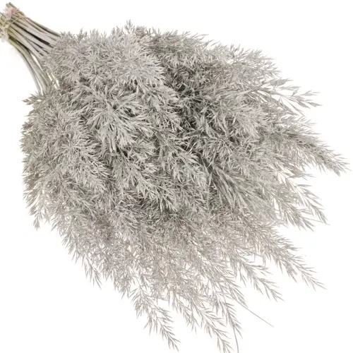 Ziergras weiss Calamagrostis gefärbt 80cm
