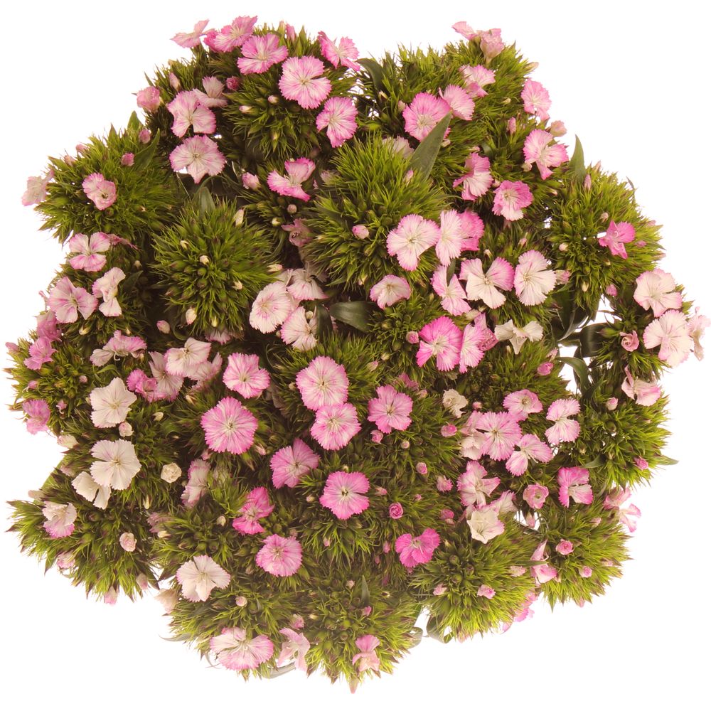Bartnelke rosa Bündel 40cm