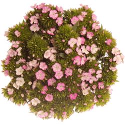 Bartnelke rosa Bündel 40cm