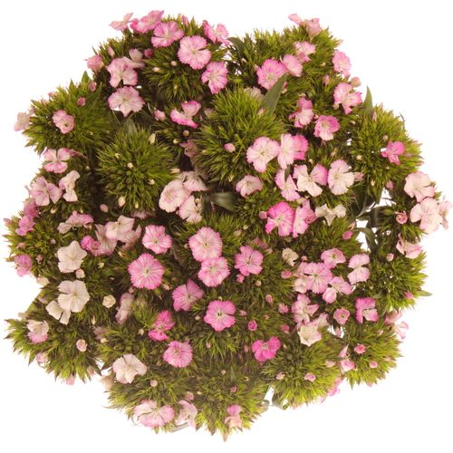 Bartnelke rosa Bündel 40cm