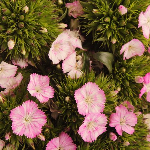 Bartnelke rosa Bündel 40cm
