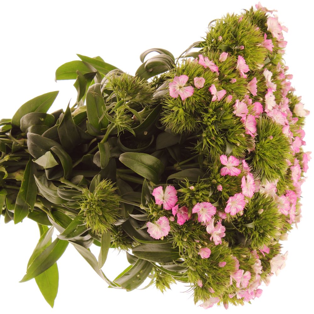 Bartnelke rosa Bündel 40cm