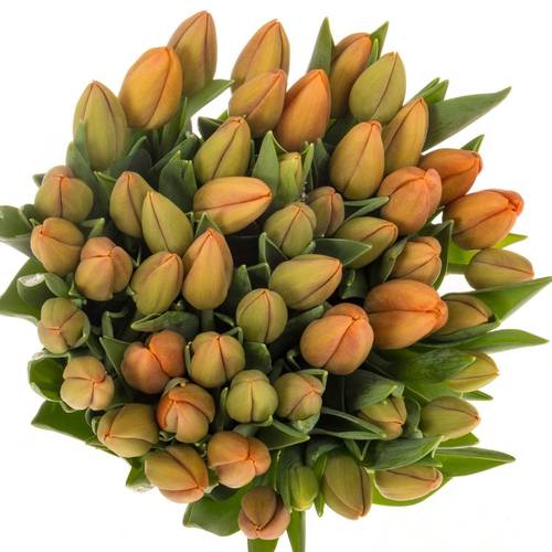 Tulpe orange Delta Storm 50 Gramm