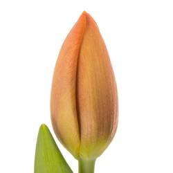 Tulpe orange Delta Storm 50 Gramm