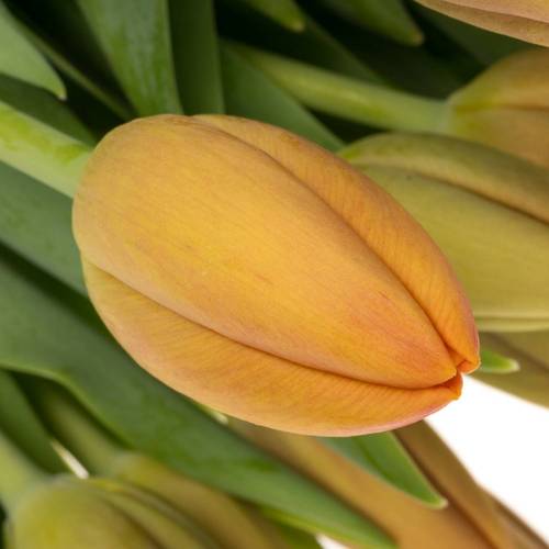 Tulpe orange Delta Storm 50 Gramm