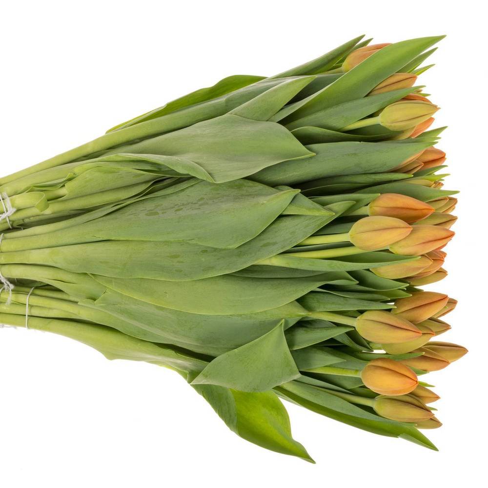 Tulpe orange Delta Storm 50 Gramm