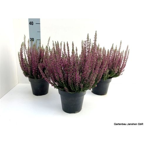 Calluna Bl lila T13 H22