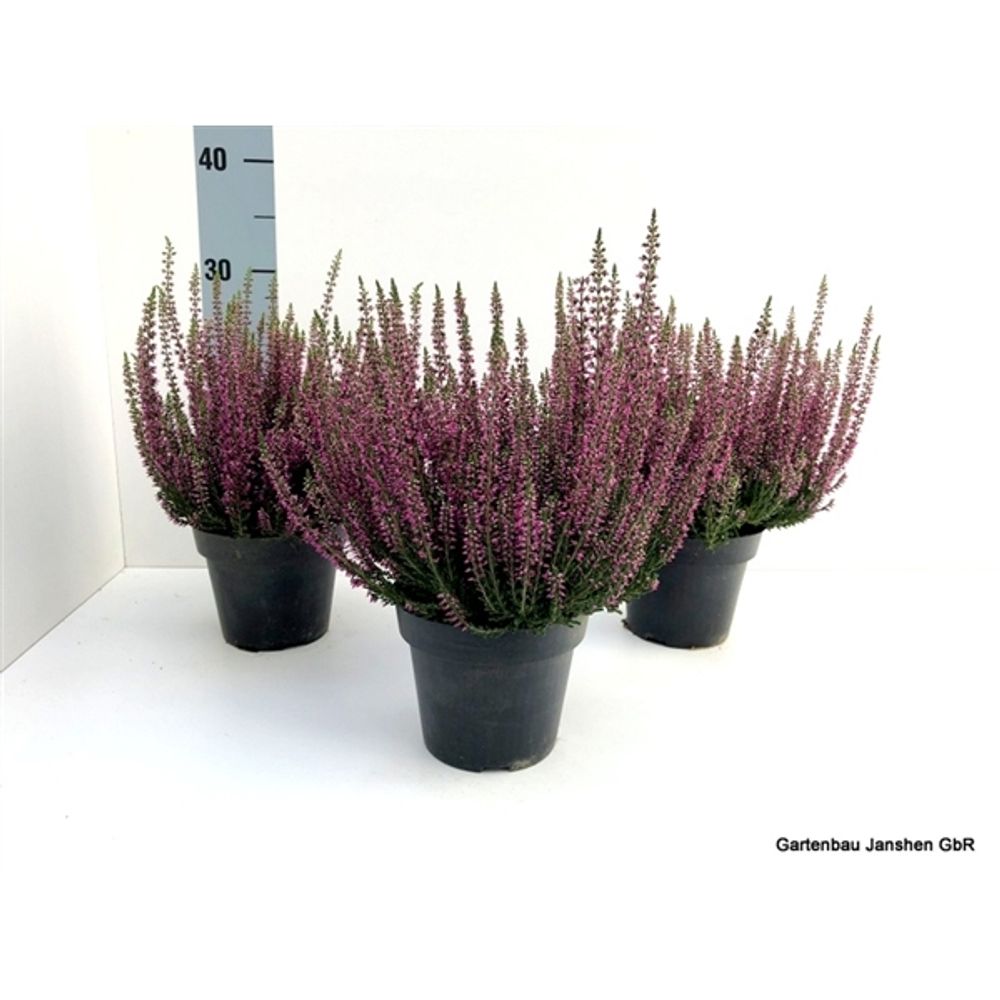 Calluna Bl lila T13 H22