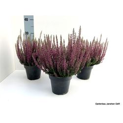 Calluna Bl lila T13 H22