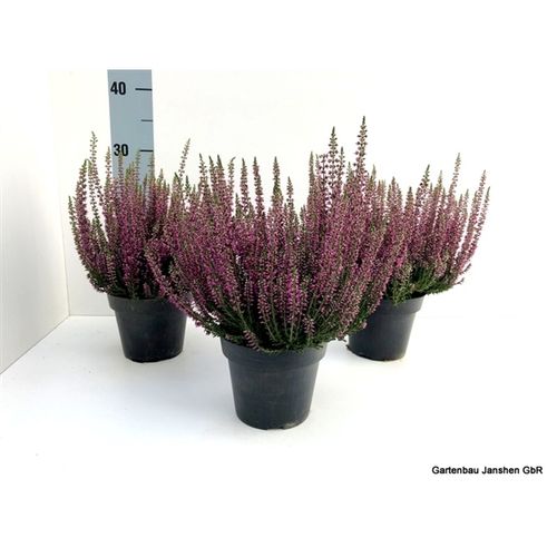Calluna Bl lila T13 H22