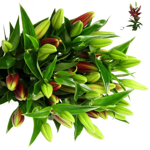Lilie asiatisch rot Forza 4+Blüte 80cm