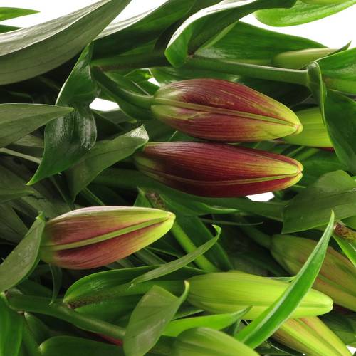 Lilie asiatisch rot Forza 4+Blüte 80cm