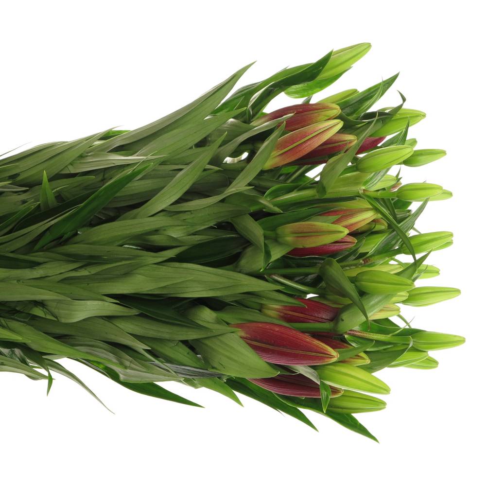 Lilie asiatisch rot Forza 4+Blüte 80cm
