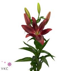 Lilie asiatisch rot Forza 4+Blüte 80cm