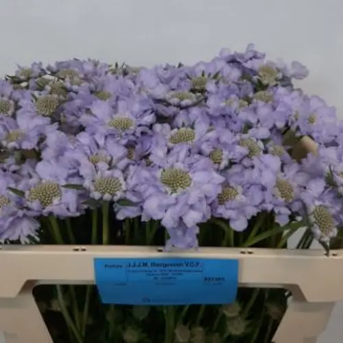Scabiosa milka Lisa 65cm