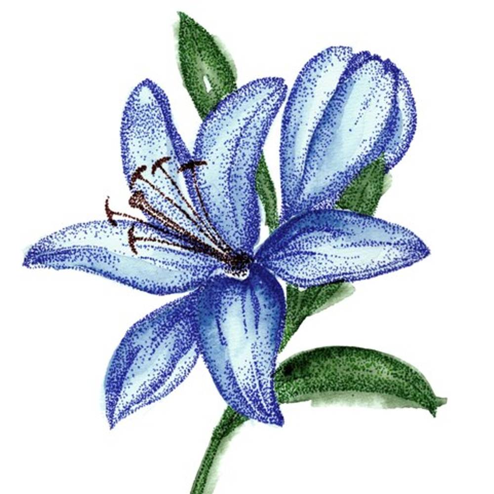 Lilie asiatisch blau gefärbt Navy 4+Blüte 80cm