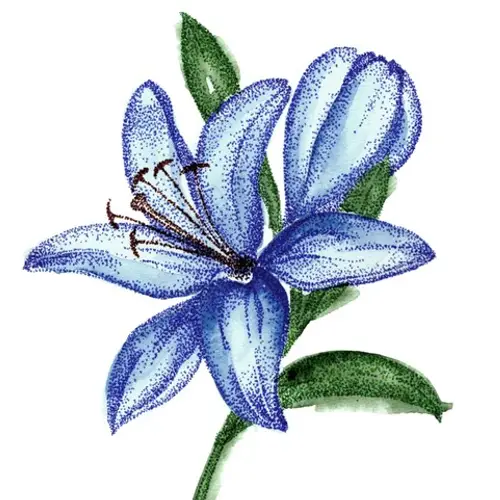 Lilie asiatisch blau gefärbt Navy 4+Blüte 80cm